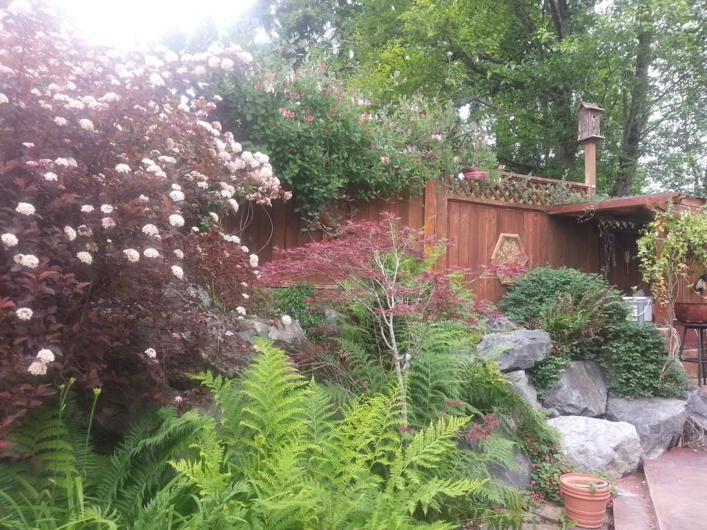  photo 20140525_095354_zpswqy6al2s.jpg